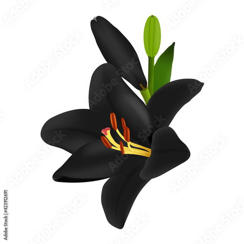 Black funeral 3d lily flower isolated on white background. Obituary memorial, gravestone card concept design.  Vector illustration