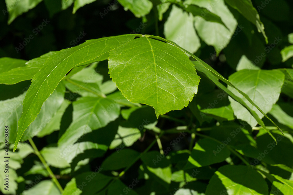 Natural background of green leaves. Nature concept Natural background of green leaves. Nature concept