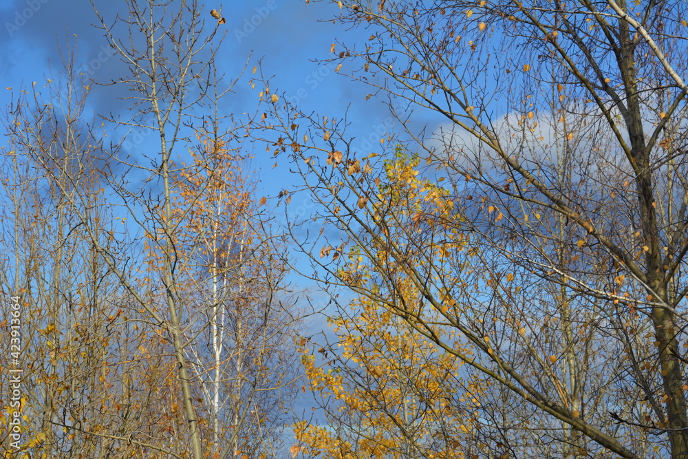Autumn scene in sunny day. Branches of poplar and birch trees with last leaves on the background of grey clouds on the blue sky Autumn scene in sunny day. Branches of poplar and birch trees with last leaves on the background of grey clouds on the blue sky