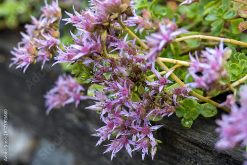 Phedimus spurius flowering in a garden in Candide Italy photo