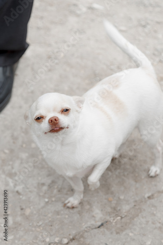 chihuahua puppy