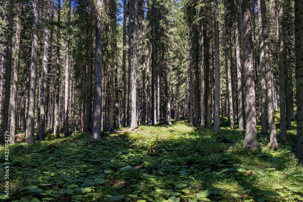 Obraz premium View of the forest in the Natural Park of Paneveggio Pale di San Martino in Tonadico, Trentino, Italy