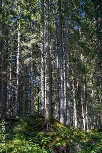View of the forest in the Natural Park of Paneveggio Pale di San Martino in Tonadico  Trentino  Italy