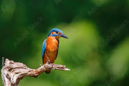Common European Kingfisher (Alcedo atthis) sitting on a branch above a pool in the forest in the Netherlands