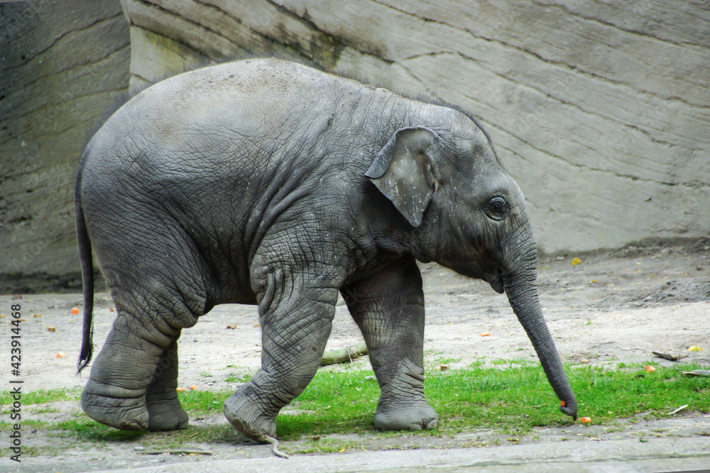 Elefant