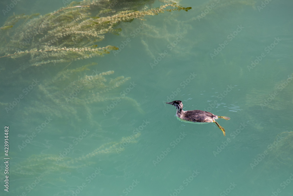 Great Crested Grebe (Podiceps cristatus) juvenile swimming in Lake Garda