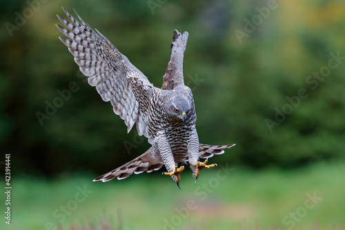 Northern goshawk (accipiter gentilis) flying just for landing in autumn in the forest of Noord Brabant in the Netherlands