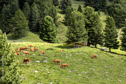 Landscape of the Natural Park of Paneveggio Pale di San Martino in Tonadico, Trentino, Italy photo