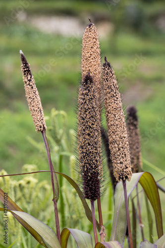 Foxtail Bristle Grass (Setaria italica P. Beauv) growing in a garden in italy photo