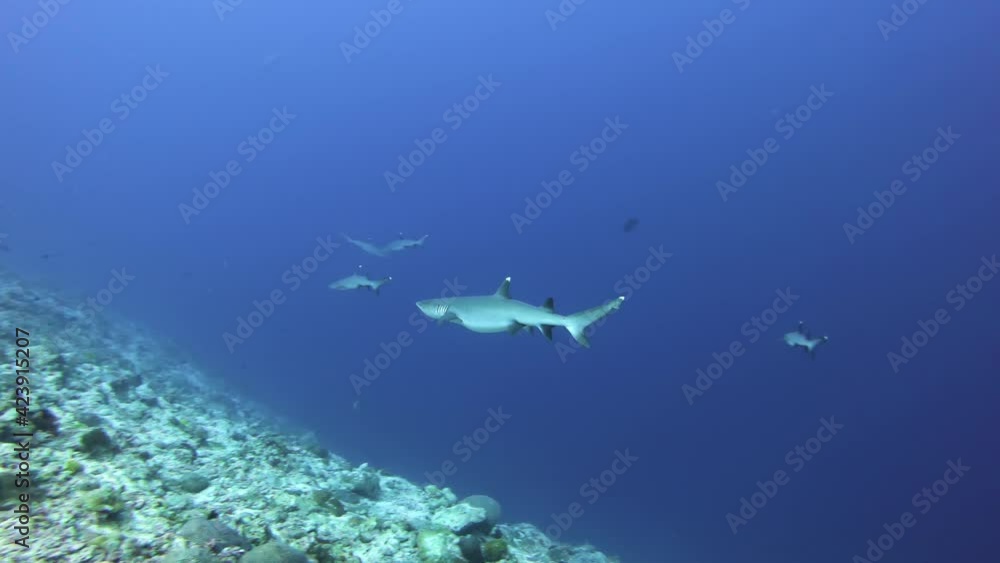Pregnant white tip reef shark pass by, Maldives scuba diving Pregnant white tip reef shark pass by, Maldives scuba diving
