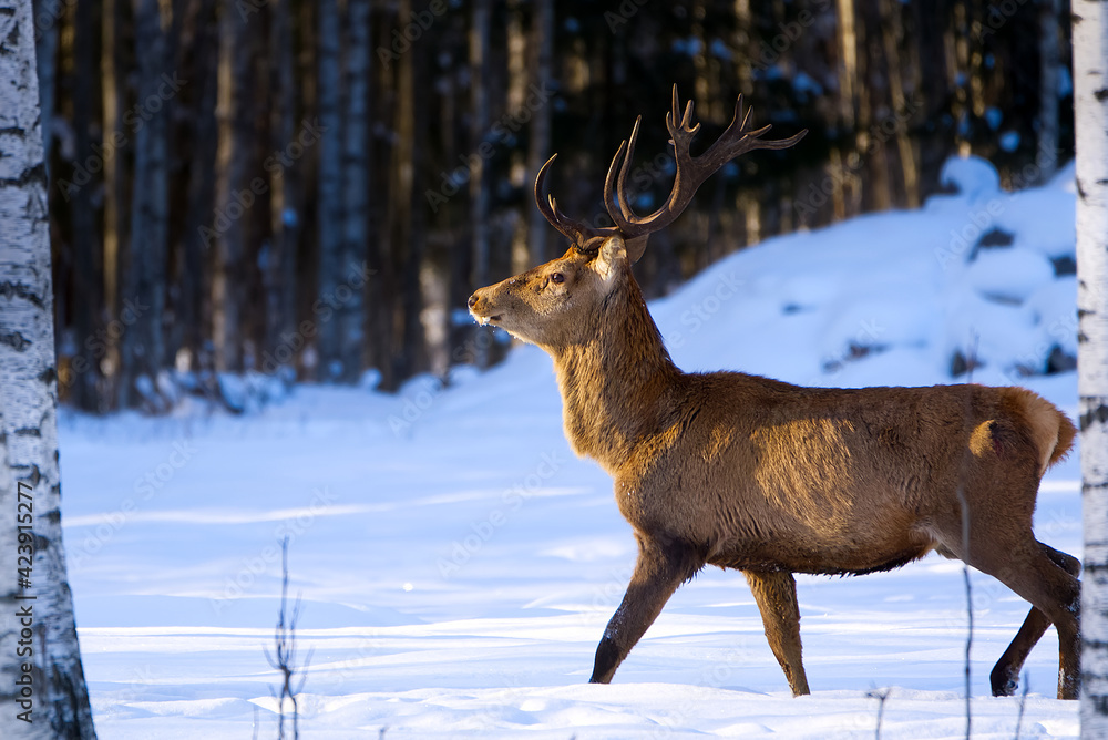 Red deer in winter forest walking. wildlife, Protection of Nature. Cervus elaphus in cold winter day Red deer in winter forest walking. wildlife, Protection of Nature. Cervus elaphus in cold winter day