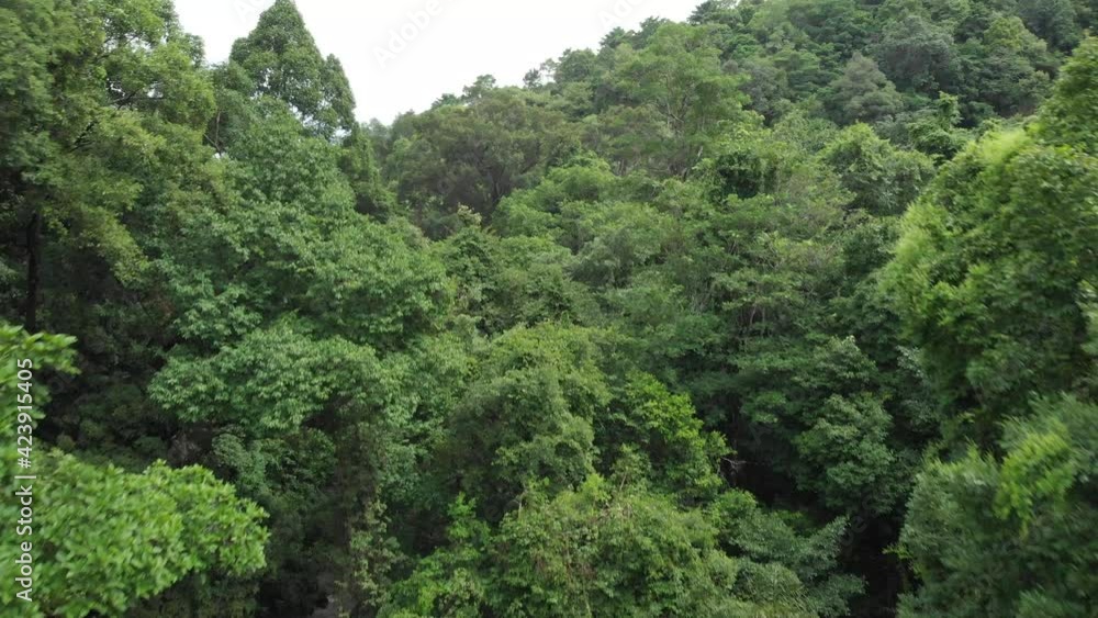 Lush Green Overgrown Treetops in Pristine Dense Rainforest Lush Green Overgrown Treetops in Pristine Dense Rainforest