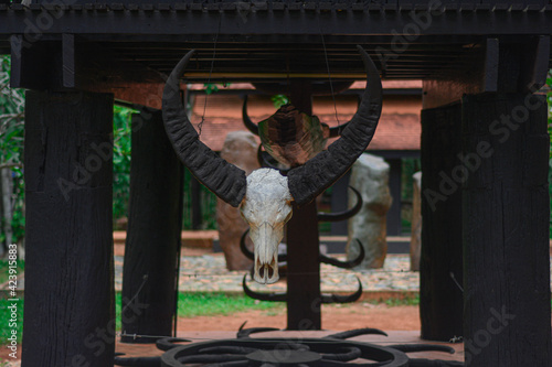 Buffalo Horns On The Wall, Chiang Rai
