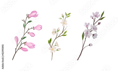 Floral Twigs and Branches with Tender Flower Buds and New Leaves Vector Set