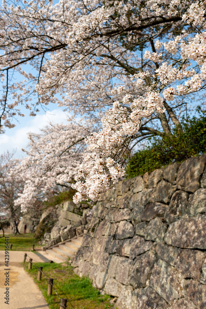 View of Sasayama-jo castle in Tamba-Sasayama city, Hyogo, Japan at full blooming season of cherry blossoms View of Sasayama-jo castle in Tamba-Sasayama city, Hyogo, Japan at full blooming season of cherry blossoms