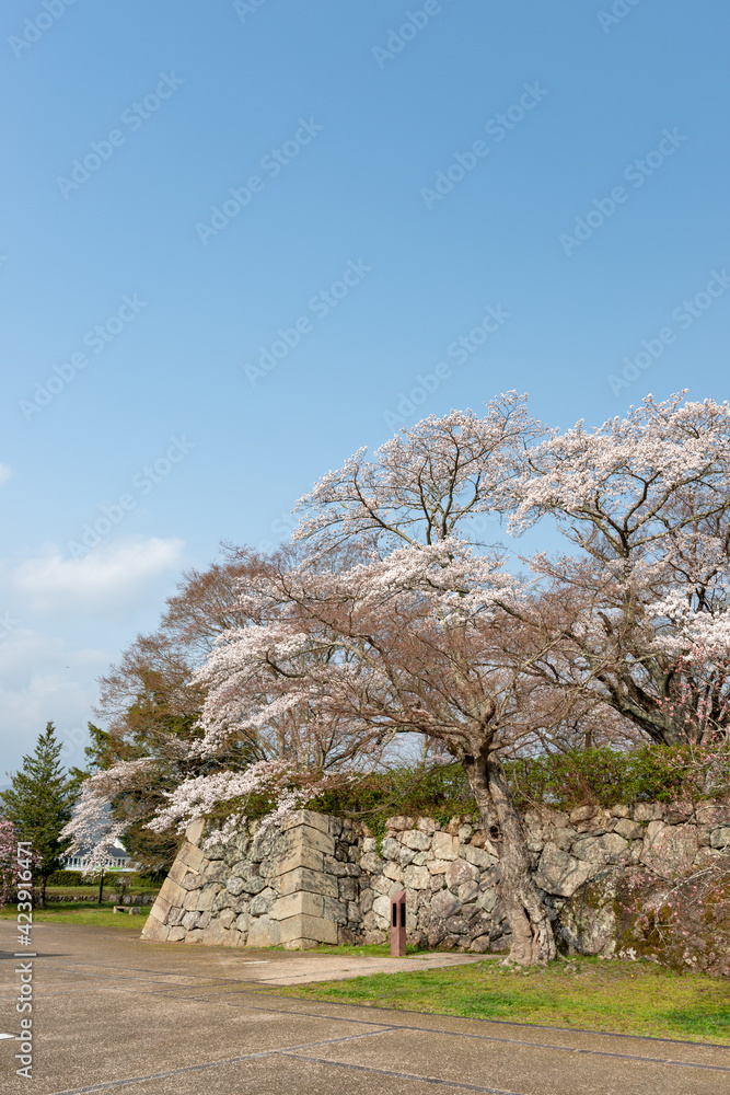 View of Sasayama-jo castle in Tamba-Sasayama city, Hyogo, Japan at full blooming season of cherry blossoms View of Sasayama-jo castle in Tamba-Sasayama city, Hyogo, Japan at full blooming season of cherry blossoms