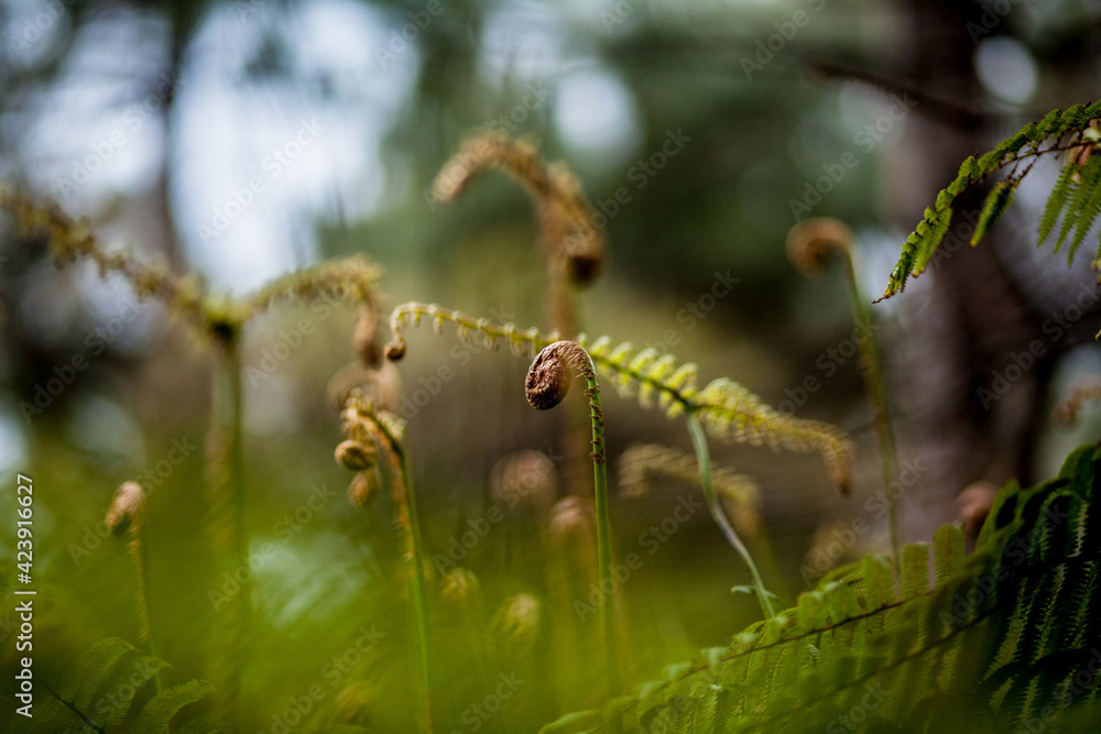 shoots of young fern in the spring in the mountains