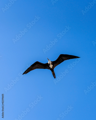 Magnificent frigatebird (Fregata magnificens) female in flight on the Galápagos Islands.