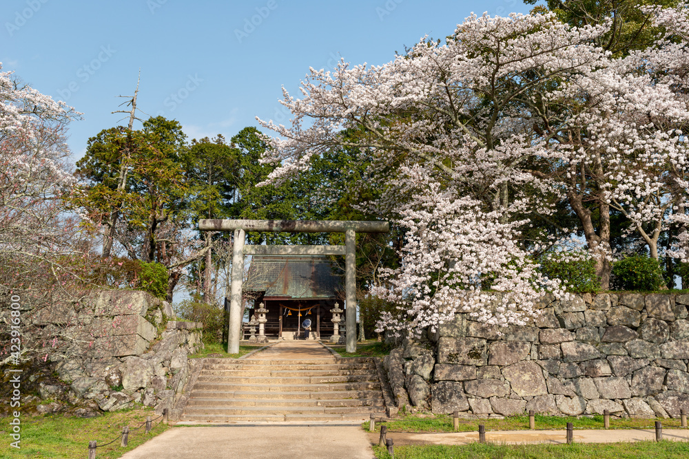 View of Sasayama-jo castle in Tamba-Sasayama city, Hyogo, Japan at full blooming season of cherry blossoms View of Sasayama-jo castle in Tamba-Sasayama city, Hyogo, Japan at full blooming season of cherry blossoms