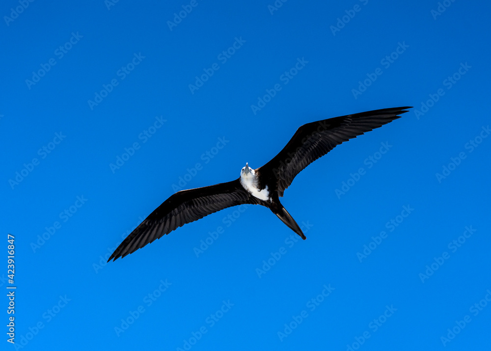 Obraz premium Magnificent frigatebird (Fregata magnificens) female in flight on the Galápagos Islands.