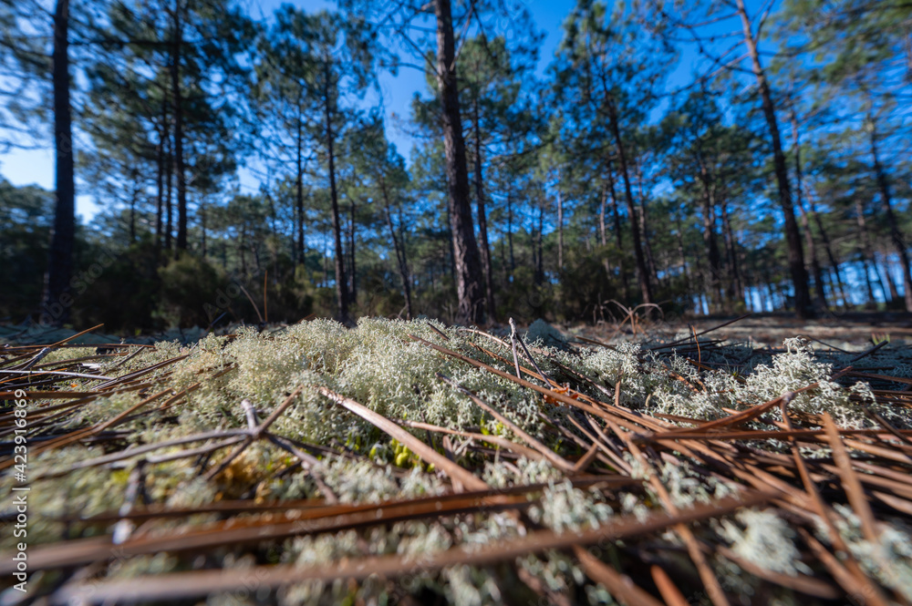 Forest massif at Carcans Plage, pine forest near Lacanau, on the French Atlantic coast. High quality photo Forest massif at Carcans Plage, pine forest near Lacanau, on the French Atlantic coast. High quality photo