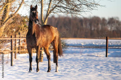 winter horse in snow