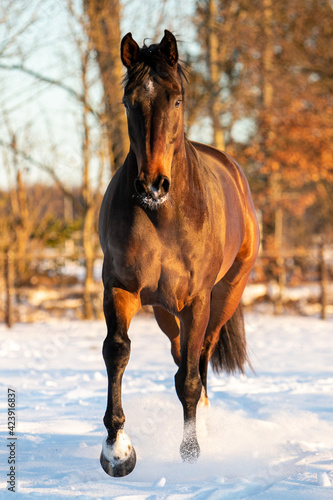 horse in snow  © Residence View
