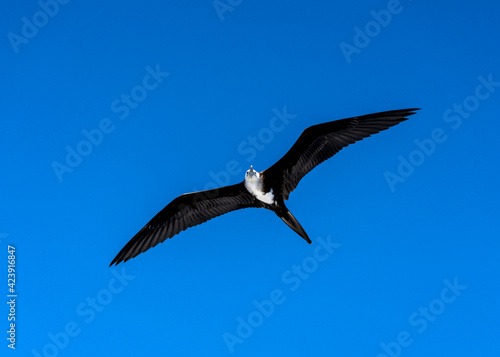 Magnificent frigatebird  Fregata magnificens  female in flight on the Gal  pagos Islands.