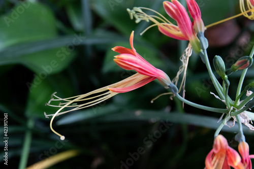 Close up Blooming Red Eucrosia Bicolor  Flowers photo