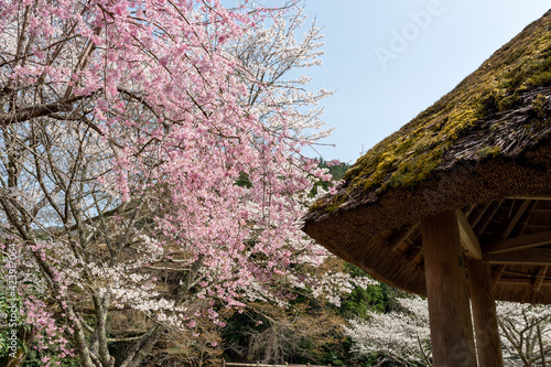 View of Kawashiro park in Tamba city, Hyogo, Japan at full blooming season of cherry blossoms