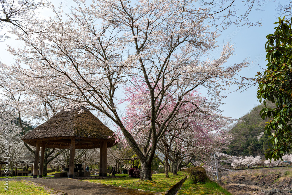 View of Kawashiro park in Tamba city, Hyogo, Japan at full blooming season of cherry blossoms View of Kawashiro park in Tamba city, Hyogo, Japan at full blooming season of cherry blossoms
