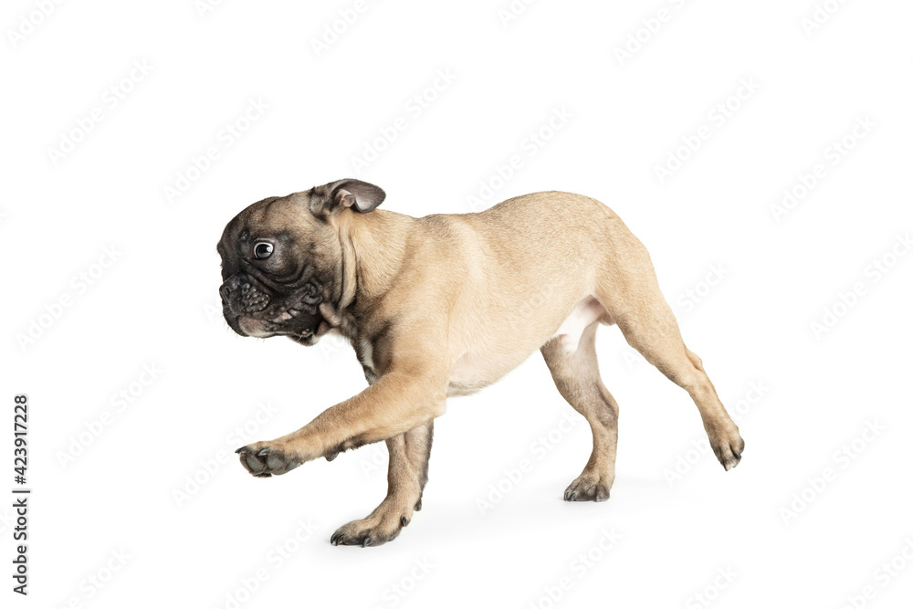 Young brown French Bulldog playing isolated on white studio background