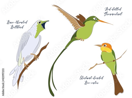 tropical exotic birds minimalistic illustration lineart. Red billed Streamertail, Chestnut-headed bee-eater, bare throated bellbird. Minimalistic flat tropical illustration. Colourful birds catalogue