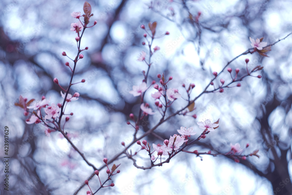 tree blossom in spring