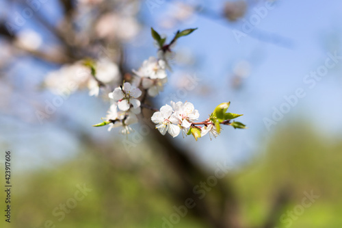 Seasonal flowering of apple, cherry. Spring trees. Close shot of cherry blossom, apple tree, tree branch. Blurred background. Macro shooting