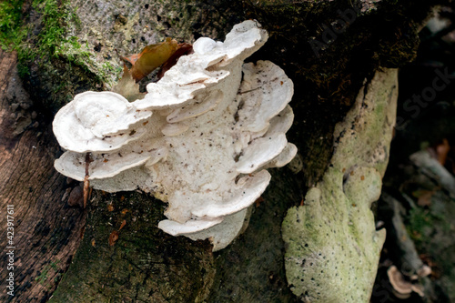 Shelf fungus, also called bracket fungus (basidiomycete) growing on a fallen tree