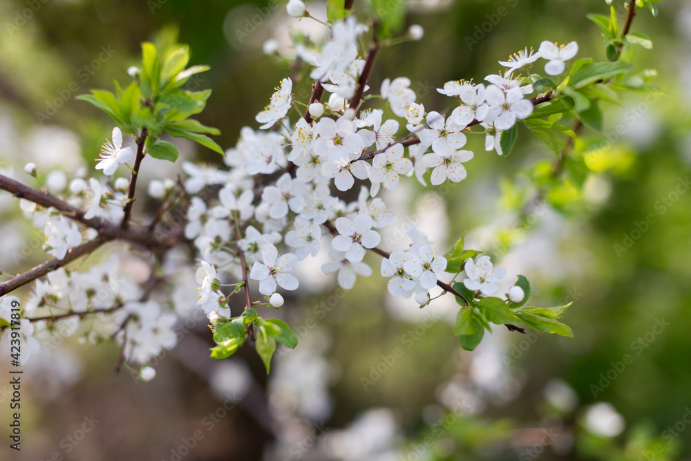 Seasonal flowering of apple, cherry. Spring trees. Close shot of cherry blossom, apple tree, tree branch. Blurred background. Macro shooting Seasonal flowering of apple, cherry. Spring trees. Close shot of cherry blossom, apple tree, tree branch. Blurred background. Macro shooting
