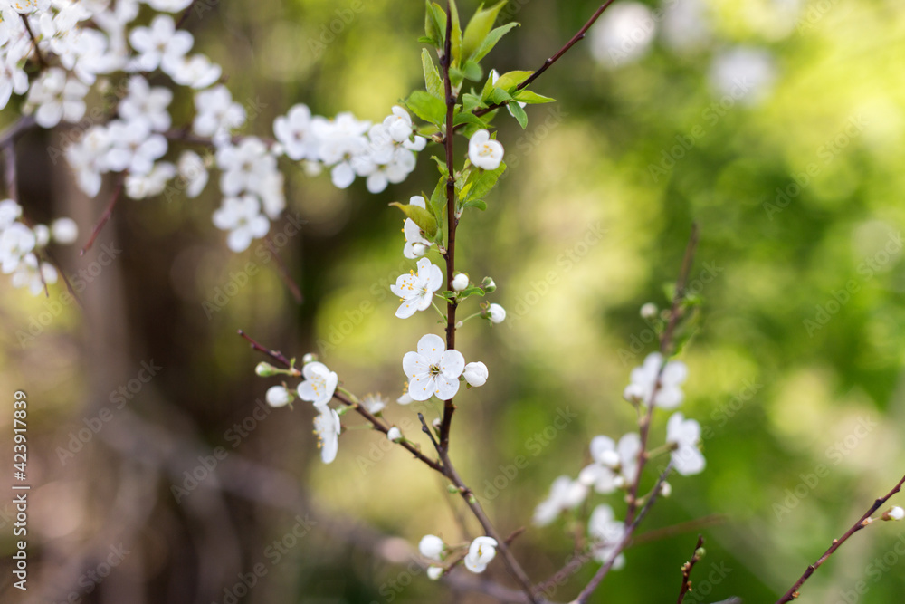 Seasonal flowering of apple, cherry. Spring trees. Close shot of cherry blossom, apple tree, tree branch. Blurred background. Macro shooting Seasonal flowering of apple, cherry. Spring trees. Close shot of cherry blossom, apple tree, tree branch. Blurred background. Macro shooting