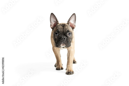 Young brown French Bulldog playing isolated on white studio background