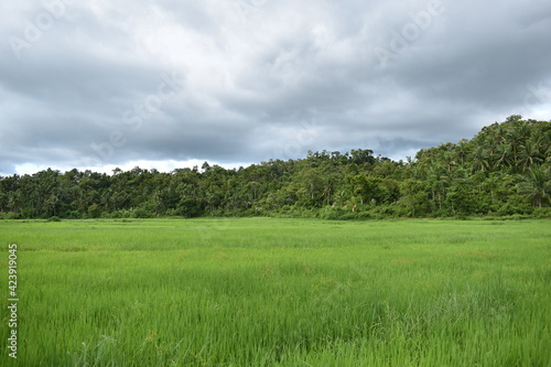Beautiful Green Plains in the Philippines © Jemwel