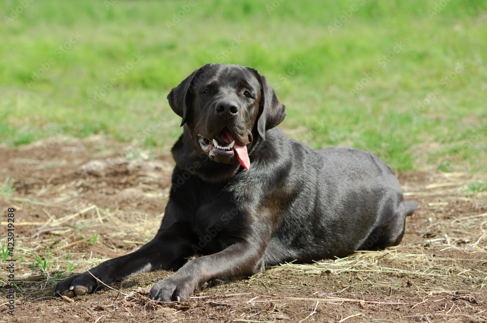 Happy Labrador Retriever is lying on the ground in outdoors.