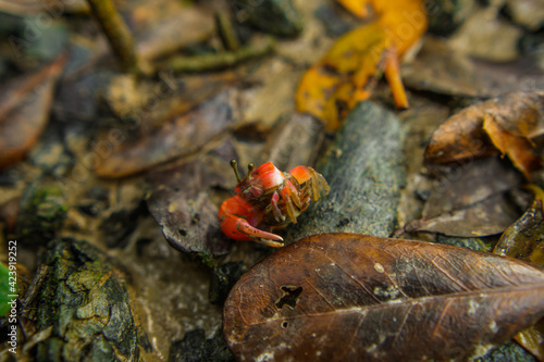 A fiddler crab  sometimes known as a calling crab  may be any of approximately 100 species of semi-terrestrial marine crabs which make up the genus Uca.