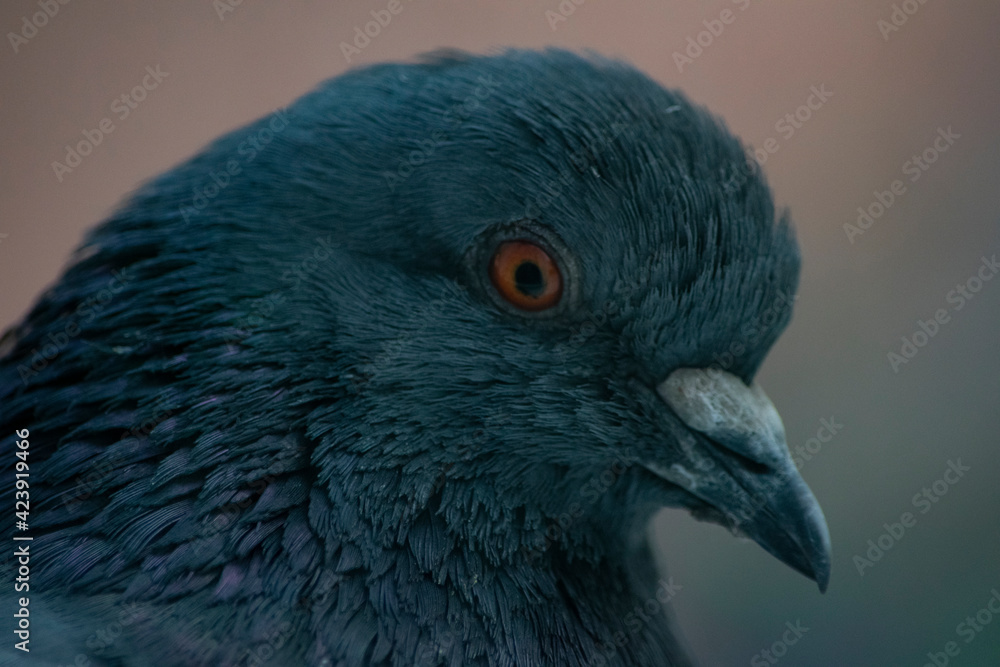 Dove head. Close-up. Dove head. Close-up.