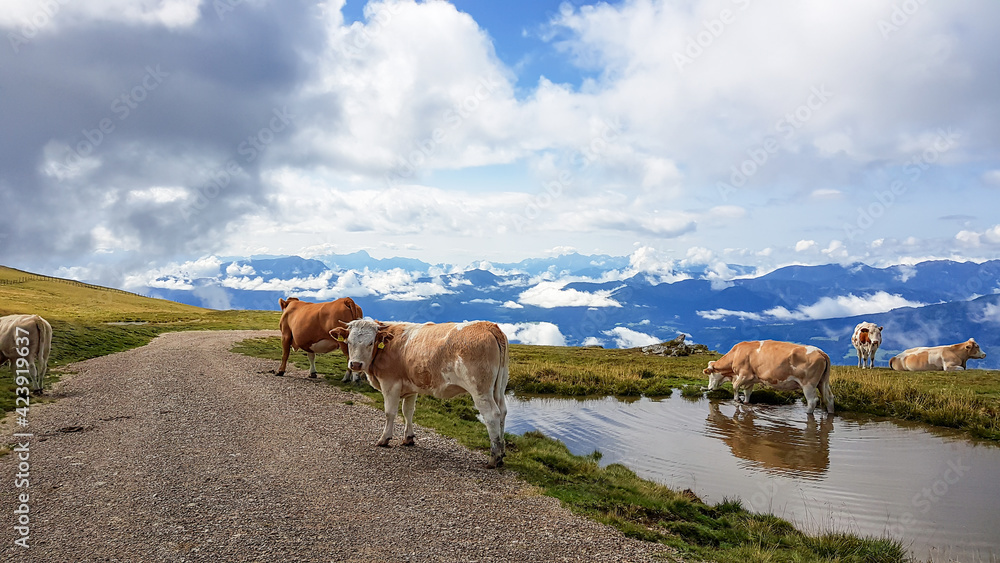 Obraz premium A heard of cows grazing on an Alpine pasture. The cows are drinking from a small pond. There are high mountains in the back. There is a gravel road in between them. Animals in natural habitat