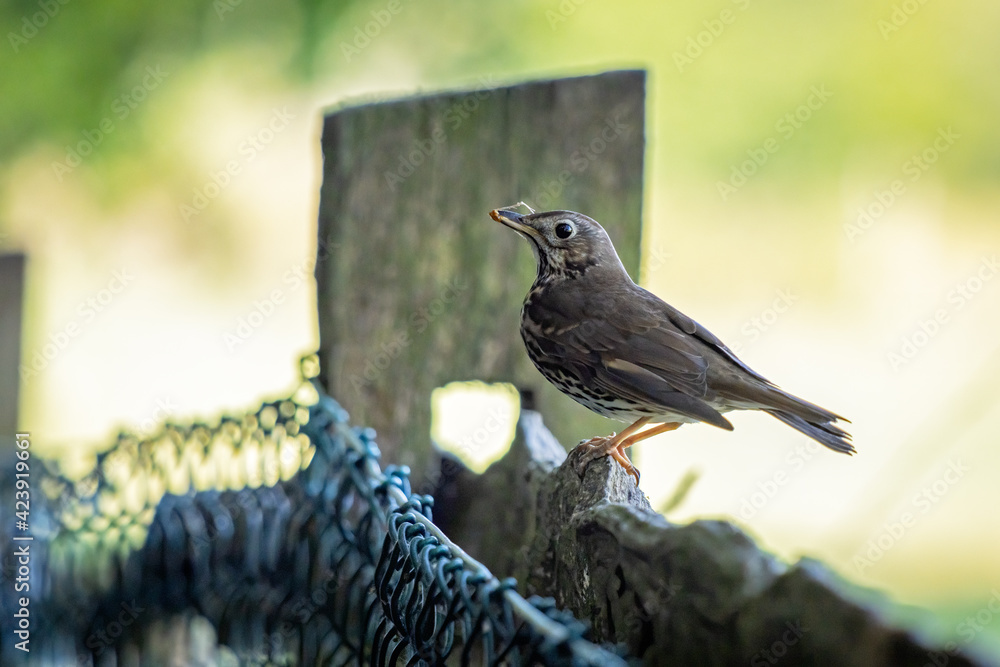 Obraz premium Song Thrush (Turdus philomelos) perched on a fence