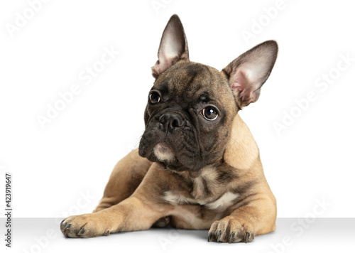 Young brown French Bulldog playing isolated on white studio background © master1305