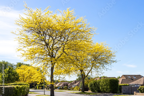 Honey Locust tree (Gleditsia Triacanthos 'Sunburst') yellow leaves in springtime