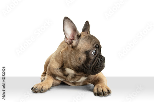 Young brown French Bulldog playing isolated on white studio background © master1305