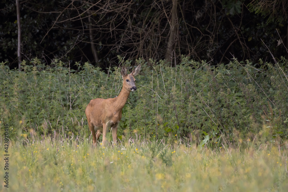Alert female European Roe Deer (Capreolus capreolus) Alert female European Roe Deer (Capreolus capreolus)