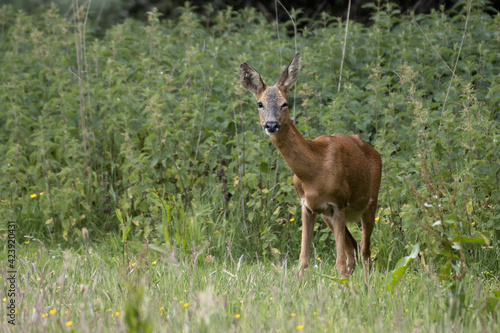 Fototapeta Naklejka Na Ścianę i Meble -  Alert female European Roe Deer (Capreolus capreolus)